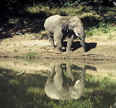 Elefantenbadeteich
