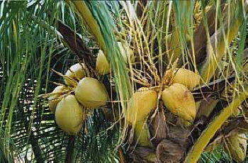 Kokos Palmen